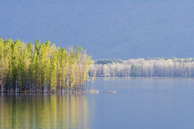 Trees in the lake