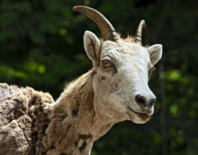 Mountain Sheep
