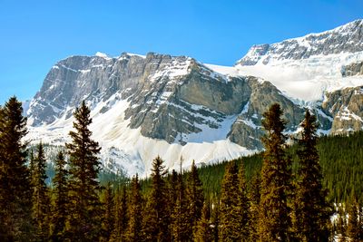 Crowfoot Glacier