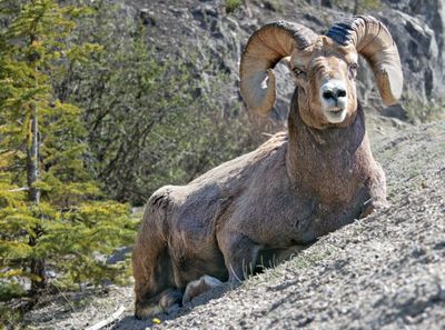 Big Horn Sheep