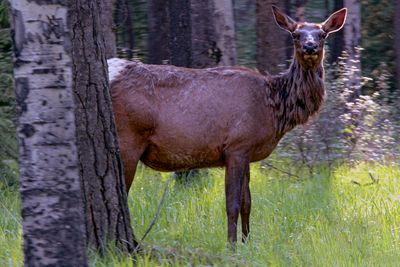 Elk