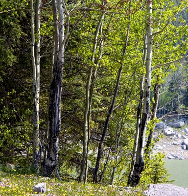 Maligne Canyon Park