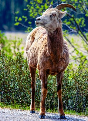 Big Horn Sheep