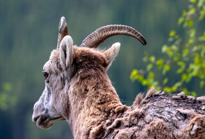 Big Horn Sheep