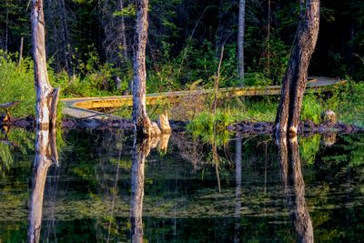 Beaver Boardwalk