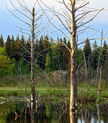 Dead trees