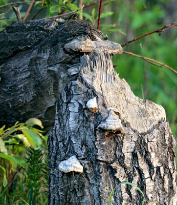 Evidence of the beavers' work