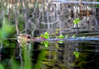 Beaver with twig