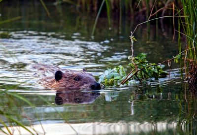 Beaver transporting twigs