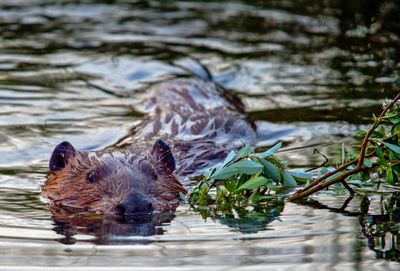 Beaver