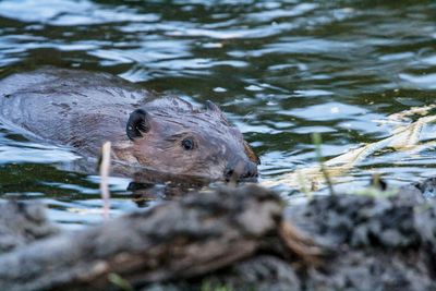 Beaver at work