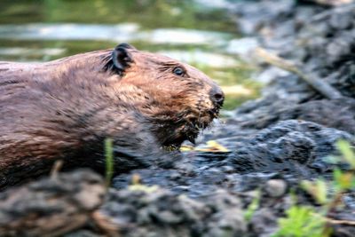 Beaver repairs a dam