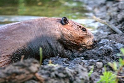 Beaver in action