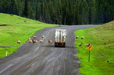 Big Horn Sheep on the road