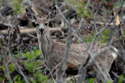 Mule Deer