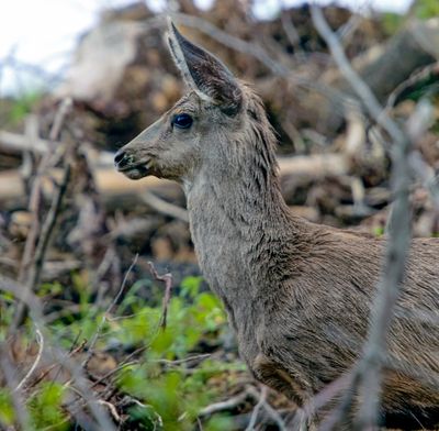 Mule Deer