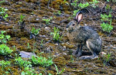Snowshoe Hare in wet weather