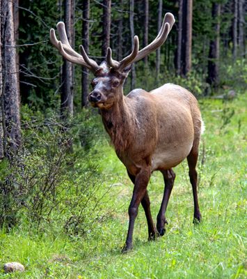 Elk
