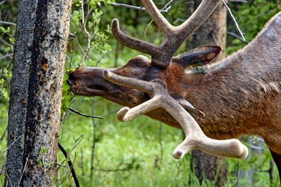 Elk eating leaves