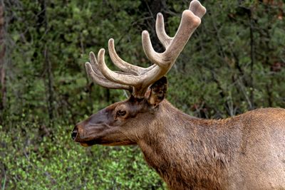 Elk
