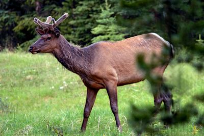 Elk