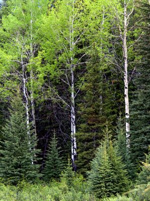 Birch trees