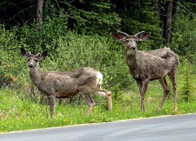 Mule Deer