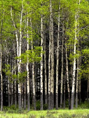 Birch trees