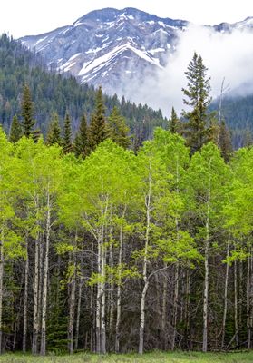 Banff National Park