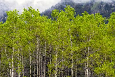 Birch trees