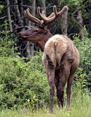 Elk
