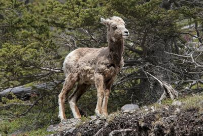 Young big horn sheep