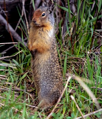 Columbian Ground Squirrel