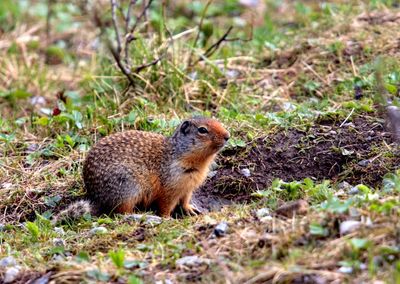 Columbian Ground Squirrel