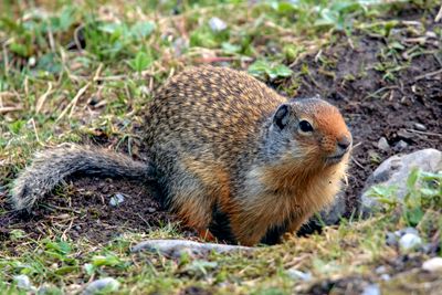 Columbian Ground Squirrel