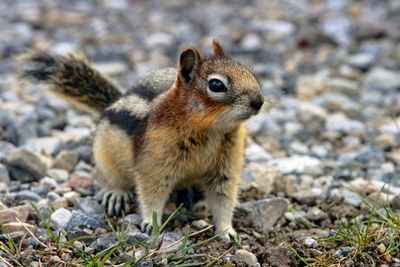 Golden-mantled Ground Squirrel