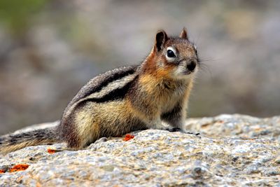 Golden-mantled Ground Squirrel