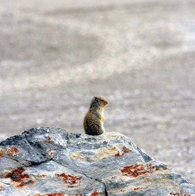 Ground Squirrel