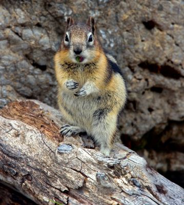 Golden-mantled Ground Squirrel