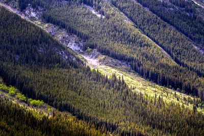 Bow Valley Wildland Provincial Park