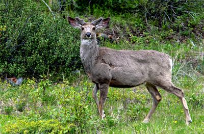 Mule Deer