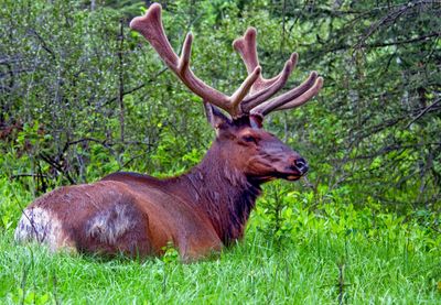 Elk