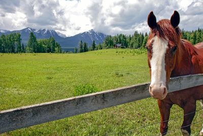 Horse