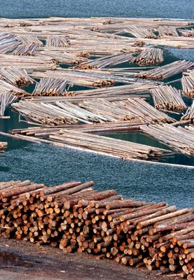 Wood in the water