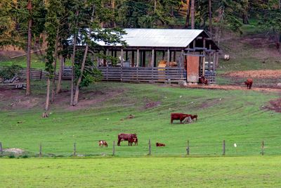 Thompson River area