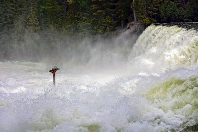 Dawson Falls