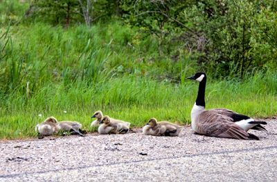 Canada Geese