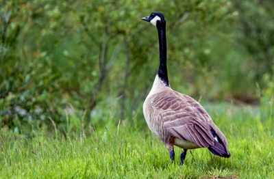 Canada Goose