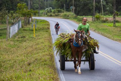 Sugar Cane transport