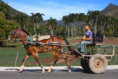 Horse and Carriage